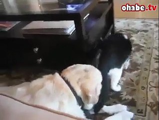 Köpekle kedinin inanılmaz bağı