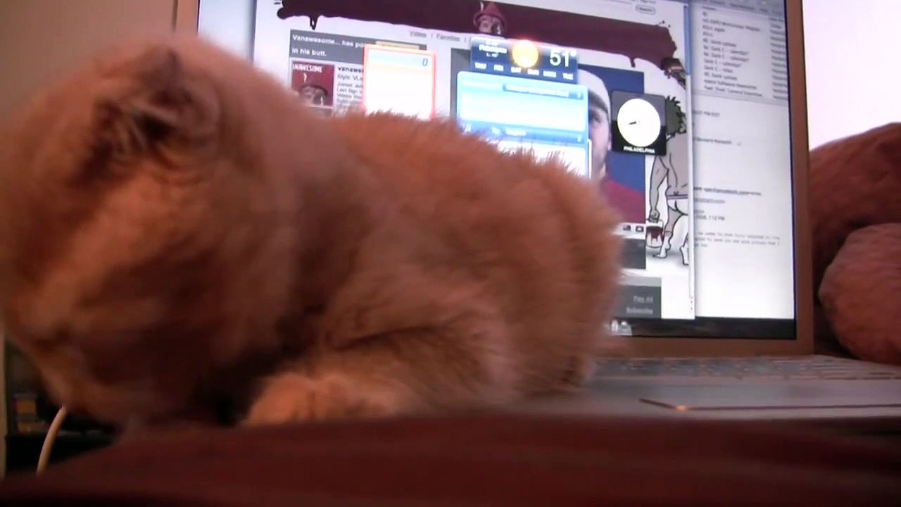 Worlds cutest Kitten Learns Valuable Lesson. (Talking Cat)