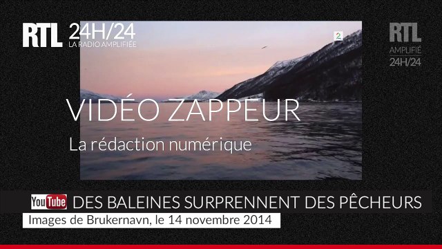 D'impressionnantes images de baleines à bosse