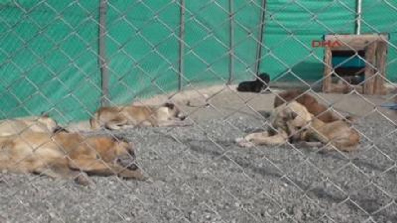 Erzincan Pülümür'de Toplanan Sokak Köpekleri Erzincan'da Kısırlaştırılıyor