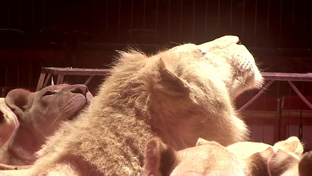 Le tigre passera t'il la nuit dans le Bois de Vincennes ou est ce un canular ? Réponce avec le Cirque Pinder.