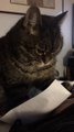 Un chat plein de TOC devient fou à cause d'une feuille de papier!
