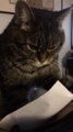 Funny Cat turns crazy because of paper sheet!