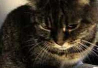 'Paper Cat' Becomes an Instant Viral Star