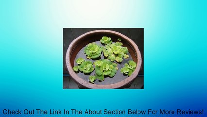 (PLAP)~1~"WATER LETTUCE" Plant!!!~~~~Floater~~~Velvety Leaf! Review