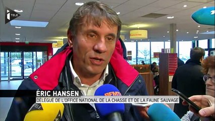 L'animal recherché en Seine-et-Marne n'est pas un tigre