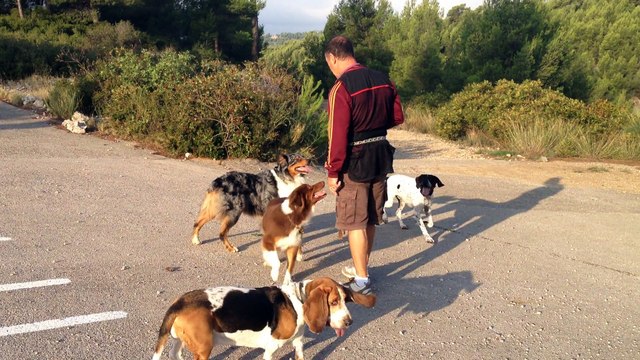 Dressage canin la ciotat 13 éducation canine,la Ciotat petite sauterie entre chiens