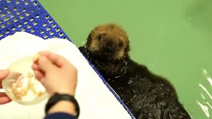 Baby Otter plays Basketball