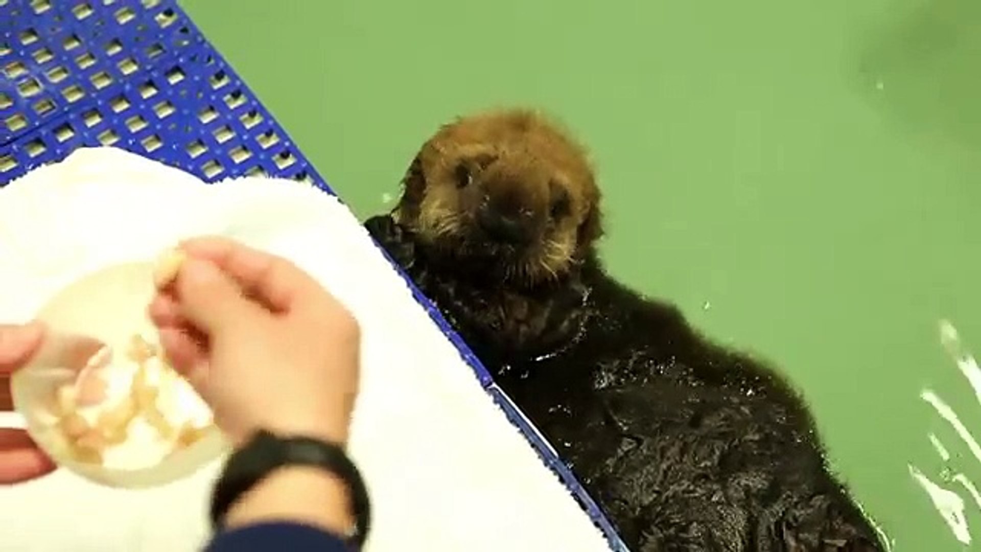 ⁣Baby Otter plays Basketball