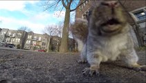 Un écureuil vole une GoPro, l'emmène dans son arbre et la laisse tomber d'en haut!