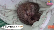 Newborn Baby Pangolin Gets a Bath and Snuggle