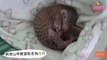 Newborn Baby Pangolin Gets a Bath and Snuggle