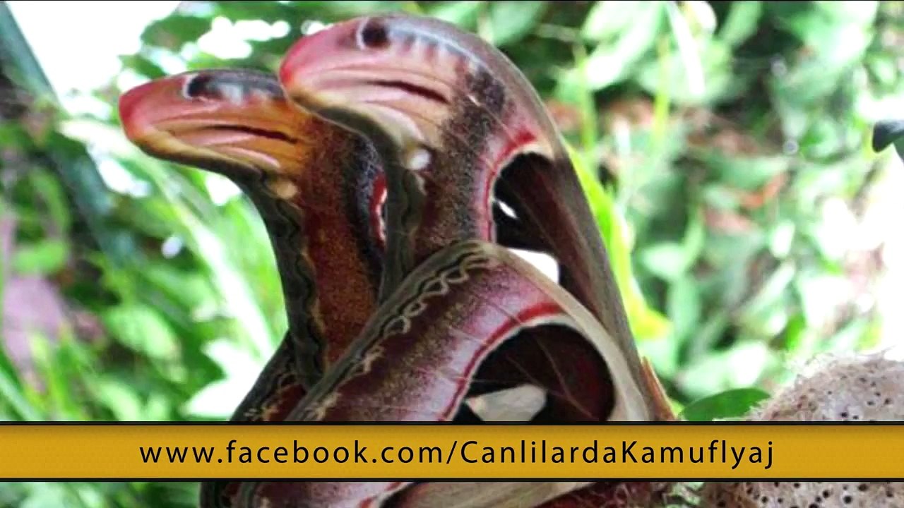 Canlılarda kamuflyaj