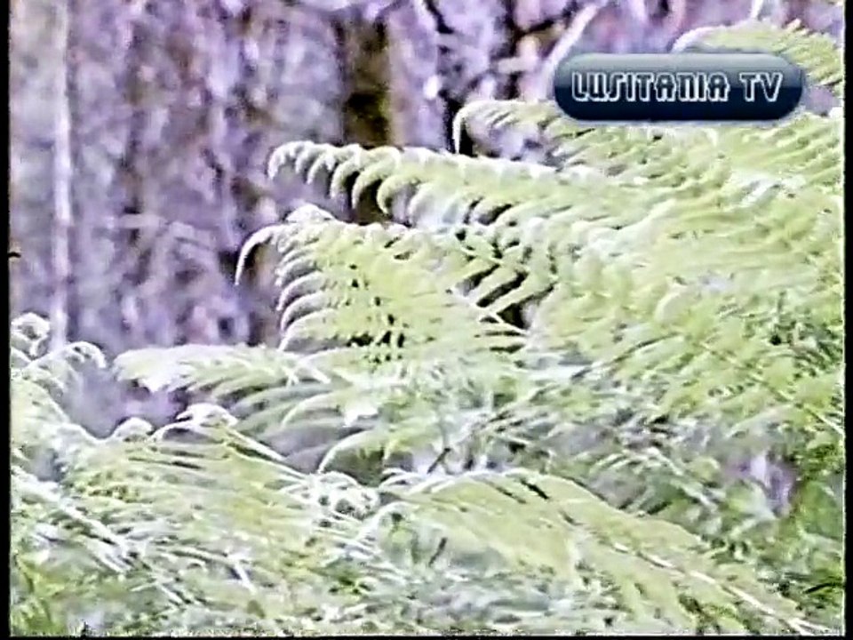 BETAMAX - Doc. A Floresta Portuguesa  Anos '80