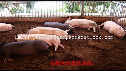 Deep litter fermentation bed bacteria  probiotics/ ferment bacteria/ straw ferment microorganism/bio-feed fermentation bed agent/bacteria