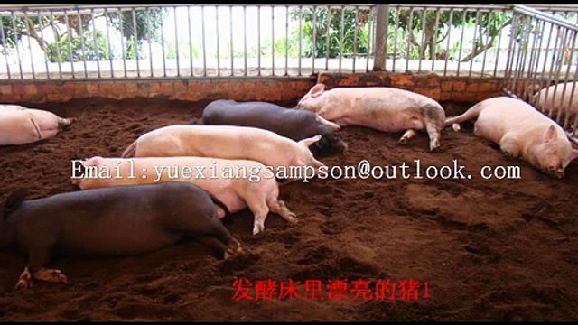 Deep litter fermentation bed bacteria probiotics/ ferment bacteria/ straw ferment microorganism/bio-feed fermentation bed agent/bacteria