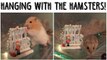 Hanging with the Hamsters | Vlogs