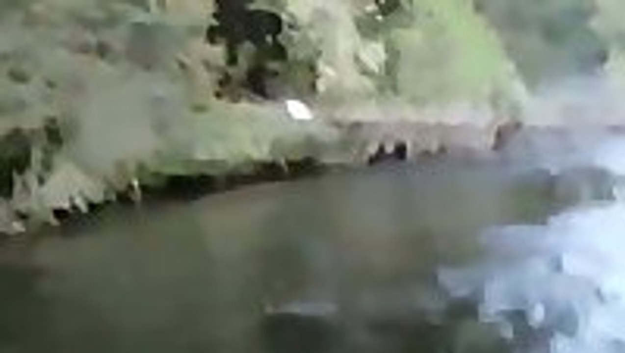 Bald Eagle Steals Man's Fish
