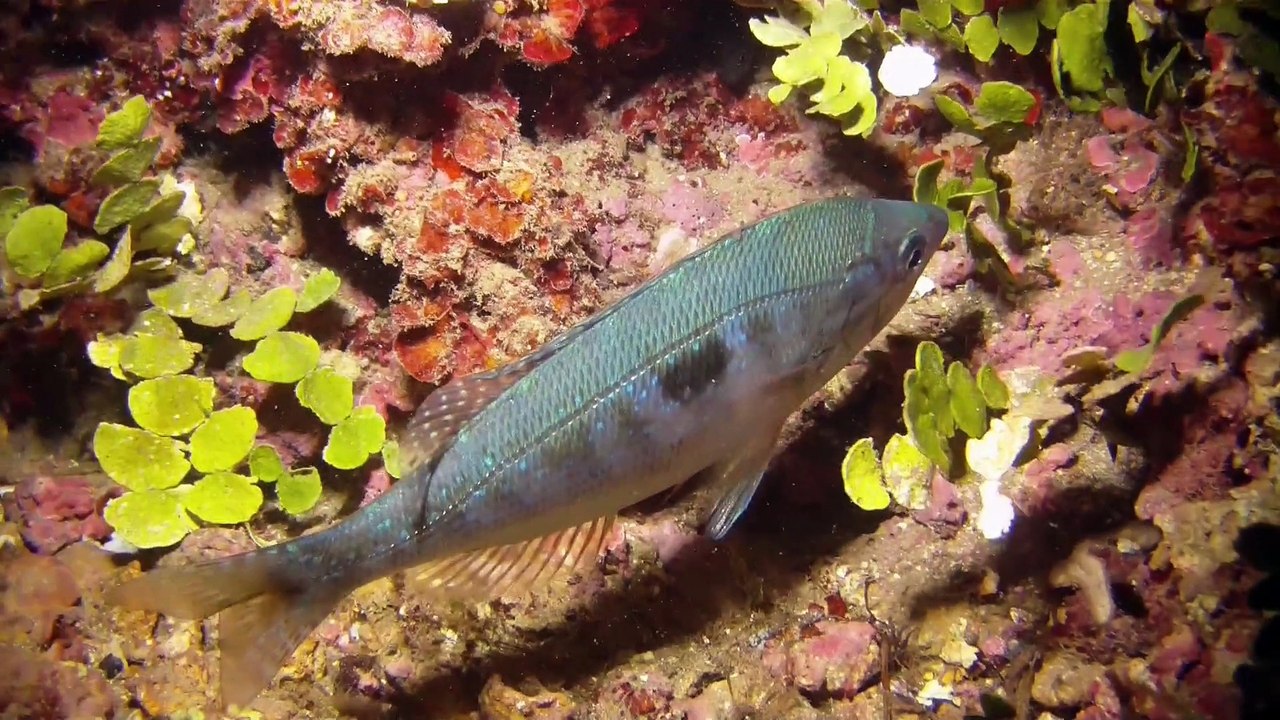Plongée de nuit anse Méjean CSAM Toulon