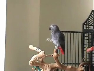 How Beautiful The Bird Is   She Can Dance And Sing Very Well Like This