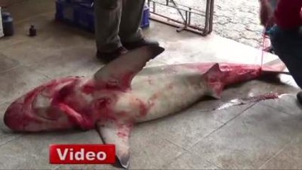 Balıkçı Oltasında Dev Köpek Balığı!