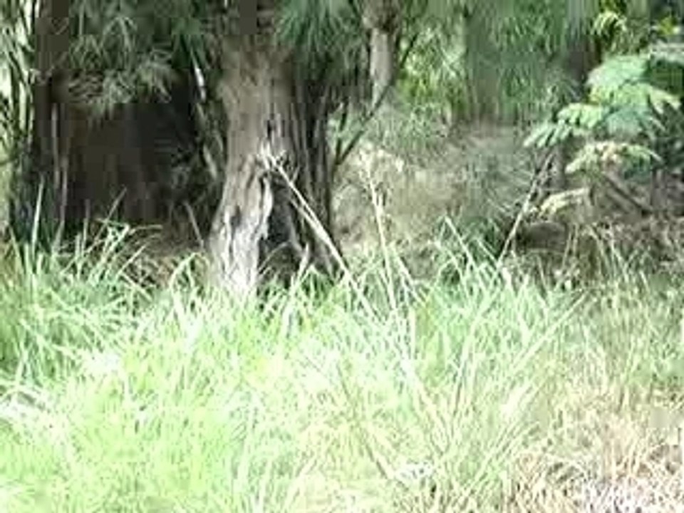tigre en liberté