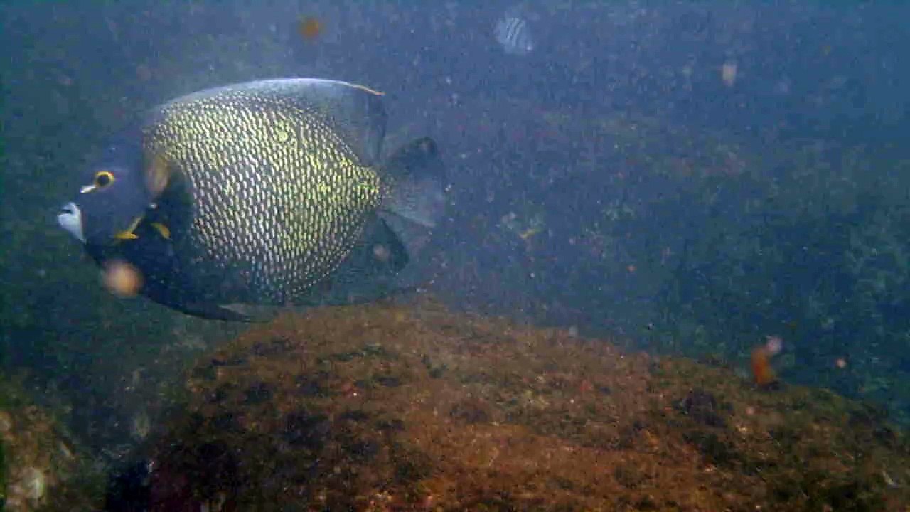Apneia, Natureza Marinha, Peixe Frade, Moréia Verde Gigante,  Tartaruga gigante, Corais, Peixes, Cavernas Submarinas, Estrelas, Ouriços, Ubatuba, SP, Brasil, Litoral Norte, Marcelo Ambrogi, (70)
