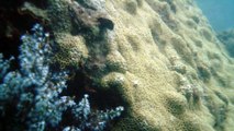 Mares, Cavernas submarinas, Litoral Norte, Paulista, SP, Brasil, mergulhos de observação marinha em apneia, show nos mares,  parte 05