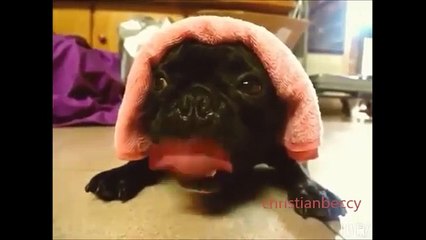 Ce bébé chien fait le bruit d'un moteur diesel! Un chien moto!