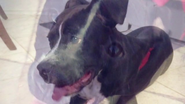 Hilarious dog Overcomes His Fear Of Doorways By Walking Through Them back First