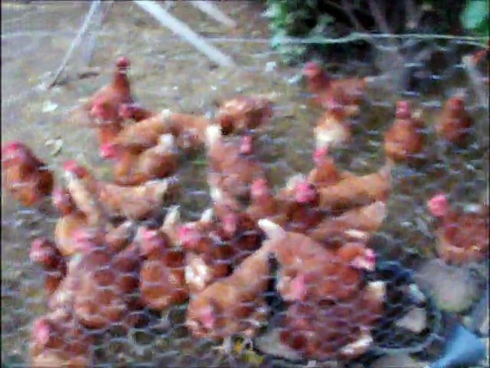 poules 1