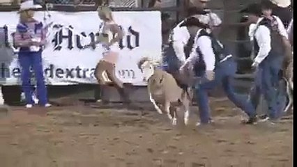 funny dumba fight hahahaha.... amazing video
