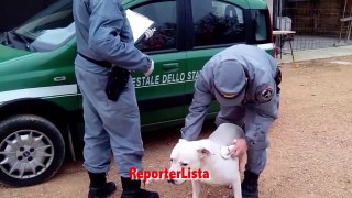 Sgominata banda che addestrava cani a combattere contro cinghiali