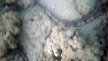 Baie des citrons Noumea