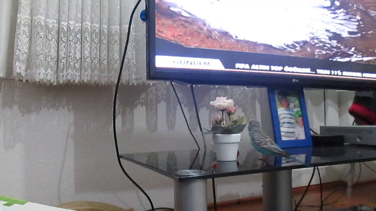 Muhabbet kuşu çiçekle oynuyor