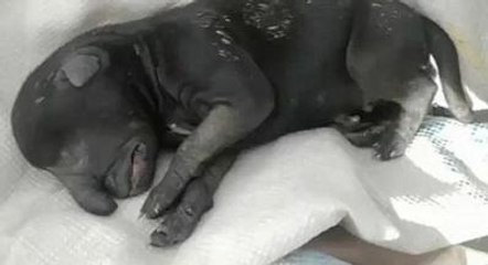 Kafası File Benzeyen Bir Köpek Yavrusu Doğdu