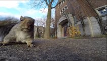 Un écureuil vole une GoPro