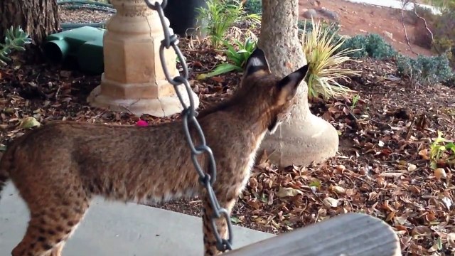 Un chat sauvage filmé sans s'en rendre compte
