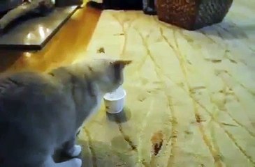 Kedi vs Yoğurt Kabı :)