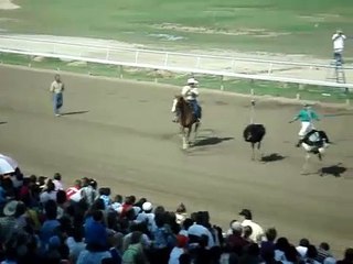 Hilarious Ostrich Race- Spinning Ostrich