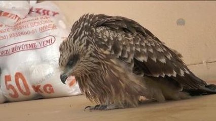 Yaralı Doğan, Koruma Altına Alındı