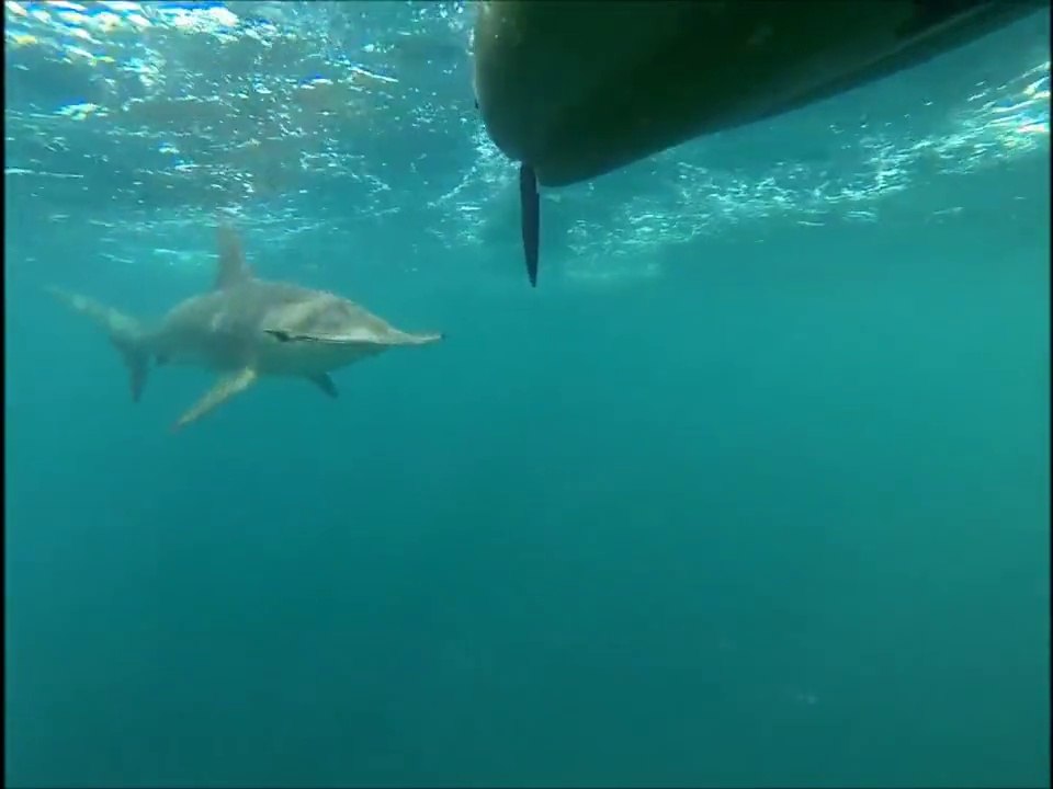 Hammerhead Shark Stalks Kayakers - So scary!