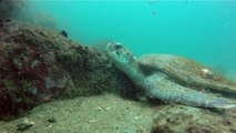 Apneia, Natureza Marinha, Peixe Frade, Moréia Verde Gigante,  Tartaruga gigante, Corais, Peixes, Cavernas Submarinas, Estrelas, Ouriços, Ubatuba, SP, Brasil, Litoral Norte, Marcelo Ambrogi, (29)