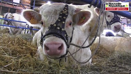 VIDEO. Poitiers : la ferme s'invite chez vous