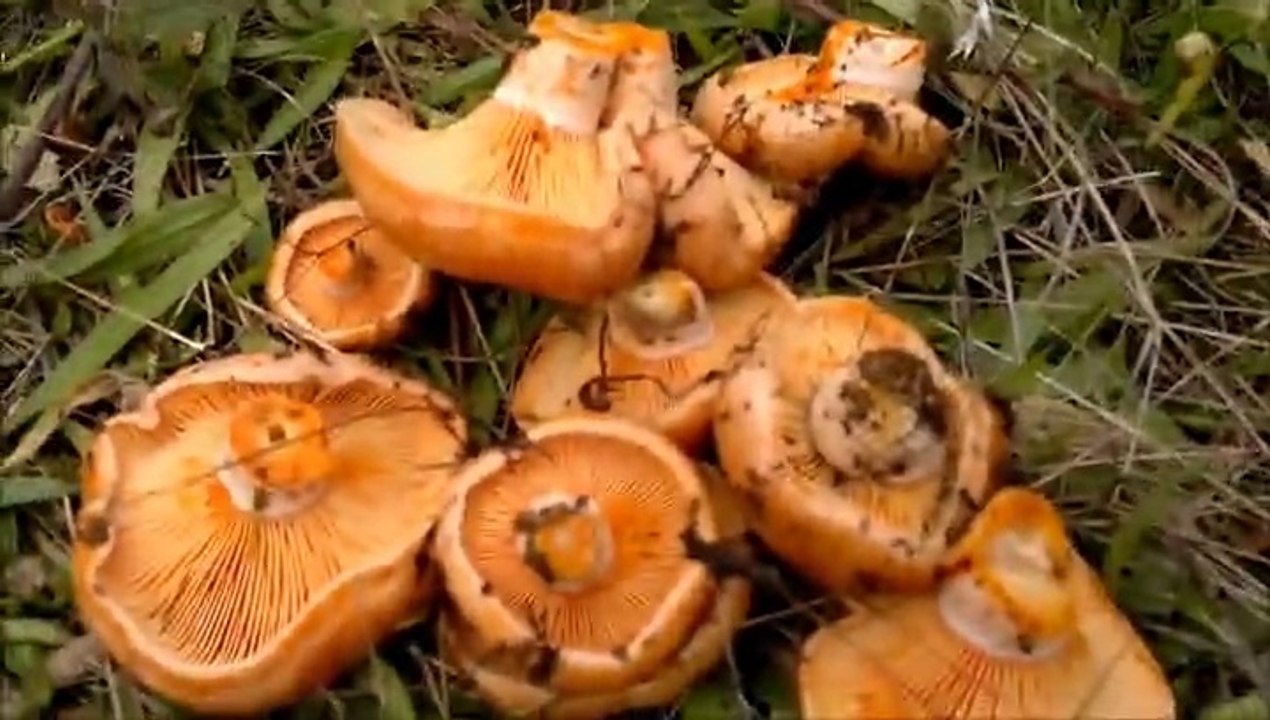 Kasım 2014 Sakarya Çilekli Köyü kanlıca mantarı