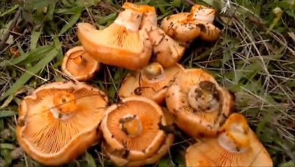 Kasım 2014 Sakarya Çilekli Köyü kanlıca mantarı