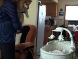 Un chien excité par l'arrivée d'un nouveau né