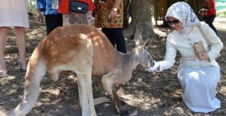 Sare Davutoğlu ve Zeynep Babacan, Koala Parkını Gezdi