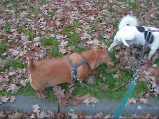 Poranny,jesienny spacer z psami