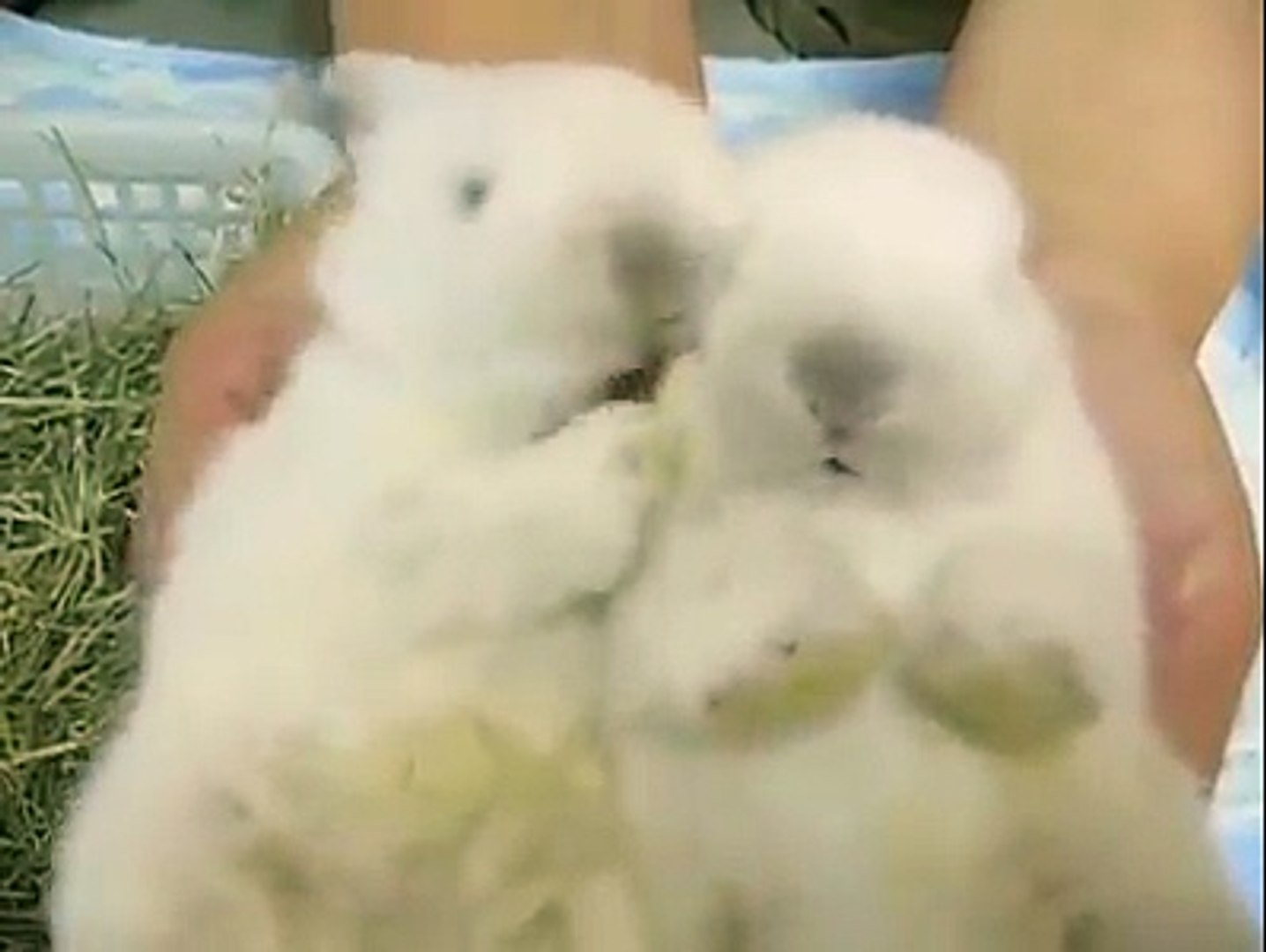Les Lapins Les Plus Mignons Du Monde Video Dailymotion